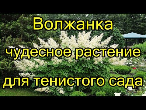 #Волжанка - чудесное растение для тенистого сада.