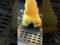 Creme Brulee Pork Belly From MaxtheMeatGuy