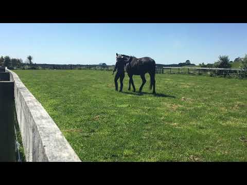 Chica 181015 SOM Inhand SHT