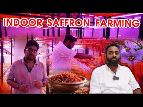 Indoor Saffron Farming | Aeroponics Saffron Farming | Saffron Farming | VertiRoots | Country Farmss