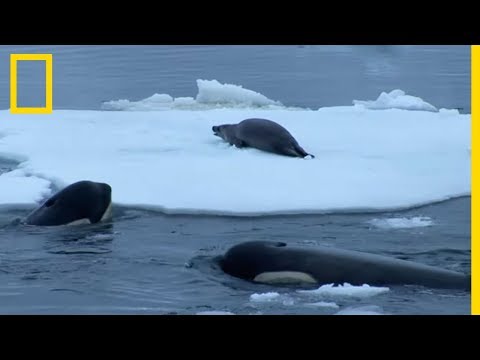 A seal surrounded by orcas