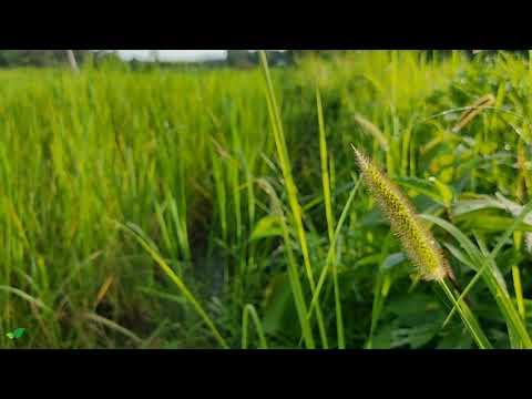 15 Minute morning Meditation by Rice Field | binaural nature sounds rural ambience