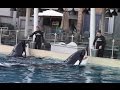 Feeding Killer Whales In Shamu CloseUp 1 7 16