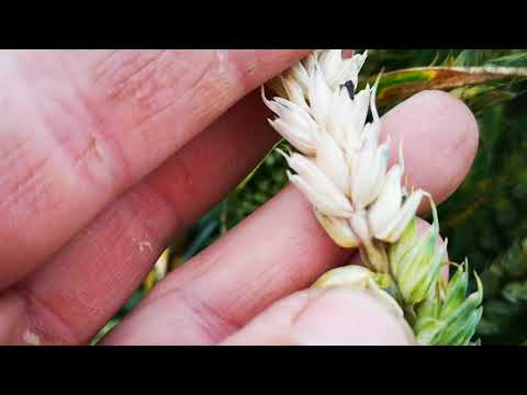 Ährenfusarium im Winterweizen. Trotz Behandlung jetzt sichtbarer Befall.