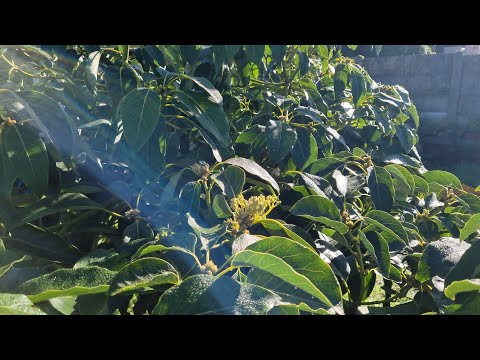 Winter Avocado Tree Update and Outside Graft Updates 11 July 2023.