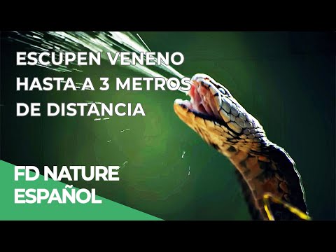 Veneno en la Sombra, Cobras del Mundo | Free Documentary Nature - Español