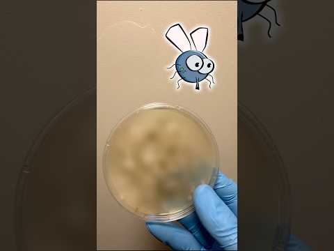 How Much Bacteria Is On A FLY?!