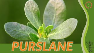 PURSLANE How to Grow in 1 Minute!! (History, Growing, Nutrition, Companion Planting!)