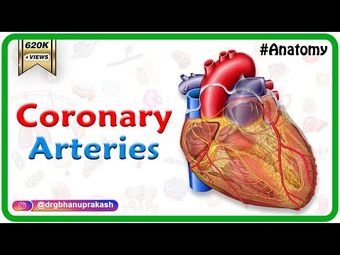 Coronary arteries Anatomy / Blood supply of Heart /  Arterial supply of heart : Animation