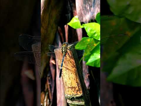 Dragonfly video in 4K !! Ultra HD video !! Dragonfly video #dragonfly #insect #4kvideoultraHD #short