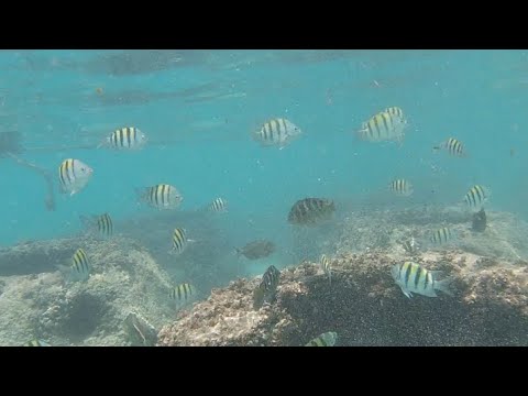 Videos del Catalonia Bayahibe 4★ en Bayahibe, República DominicanaVerPrecios19CerrarConsulta por Whatsapp 🇦🇷BookingTripadvisorExpediaAgodaTravelocityOrbitzTripSkyscannerDespegarKayakHotelesBestdayDestiniaTrivagoTurismocityAlmundoLastminuteHotwireTui