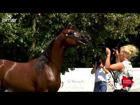 N.34 LANZE NWA - Strohen 2018 C European