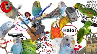 Говорящие и поющие попугаи