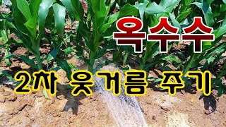 [텃밭농부.668]  옥수수밭에 2차 웃거름 주기 #옥수수재배 #옥수수웃거름#옥수수 잘키우는 방법