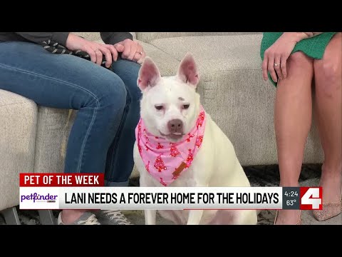 Pet of the Week: Lonnie - YouTube