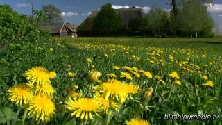 Stock Footage Europe Germany Baltic Sea Ostsee Darß Mecklenburg Tourism Casa Tradition House HD