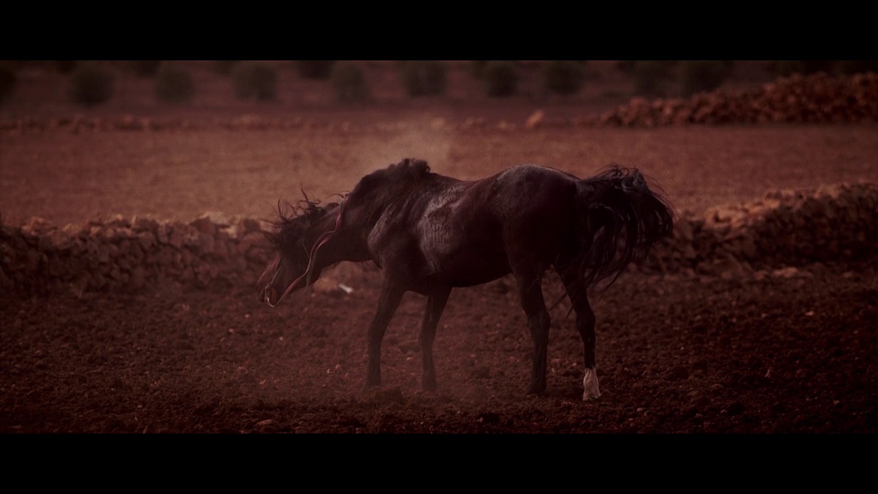 DIFF 2016 - Sweat Rain