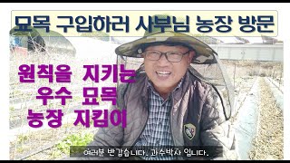 모든 묘목 농장이 이랬으면....  (우량묘목 만들기 / 깍기접 / 묘목 구입)
