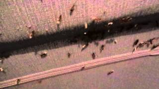 preview picture of video 'Vivendo a vida Diferente 2 O Ataque dos insetos'