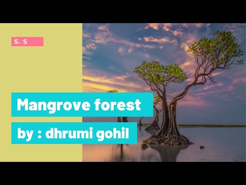 Mangrove forest || S. S presentation || dhrumi Gohil.  @dhrumisart