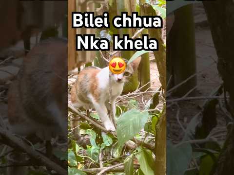 Cats playing 😍 #viralvideo #viralshorts #trending #trendingshorts #shortvideo #youtubeshorts #cat