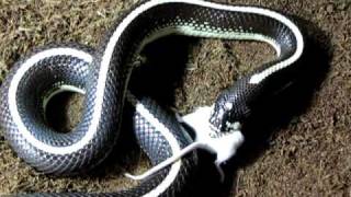 Elvis - Half Way.MOV