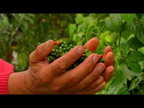 Agricultura al Día /  Así se siembra pimienta en Putumayo