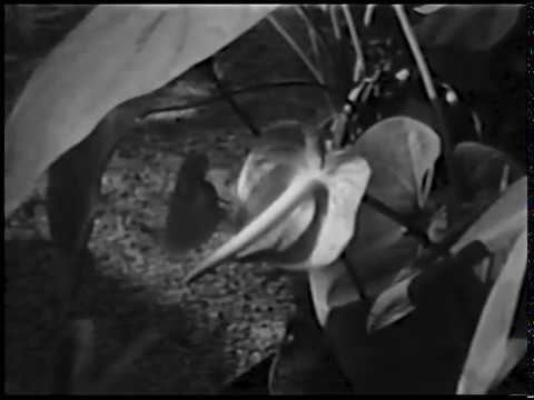 From the Archives: The Climatron