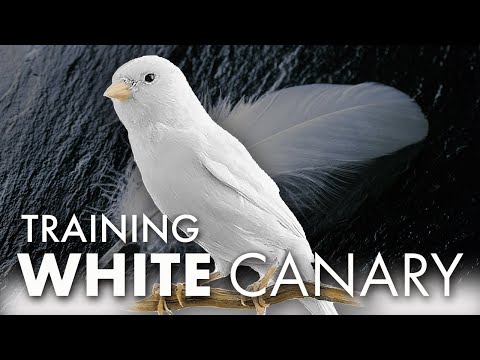 White Canary 12h Singing in Spring - The Best Training Song Ever