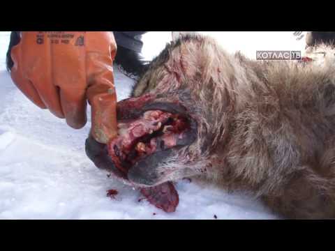 Волки напали на Шанхай 28 02 2017