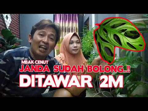 janda-bolong-cenut-nut-termahal