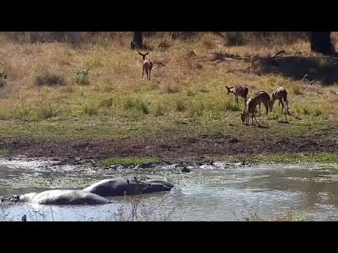Djuma: Nyalas, Hippos, Blacksmith Lapwings and Oxpeckers - 13:14 - 06/14/21