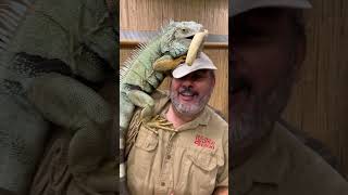 Giant Iguana Challenge! 😆🦎 by Prehistoric Pets TV