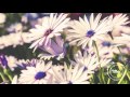 J Dilla - Flowers