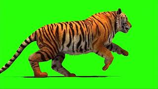 Download lagu green screen tiger harimau bebas hak cipta mp3