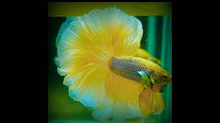 Download lagu Inilah cupang yang banyak dicari orang #trendingcupang mp3