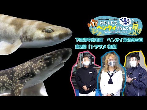 下田海中水族館 ヘンタイ展 第3回 トラザメ 後編