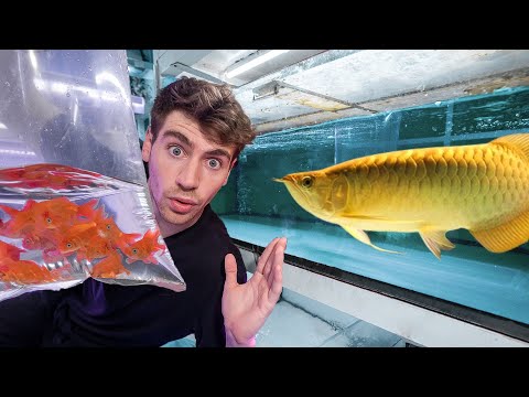 LARGEST EXOTIC FISH STORE TOUR!