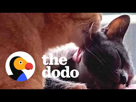 Stray Cat Convinces His Friend They Should Move Into Woman's House  | The Dodo Faith = Restored