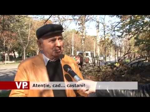 Atenție, cad… castani!