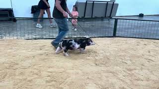 IN Style Showpig Sale - Tag 60: Roy Showpigs 5-2 SG