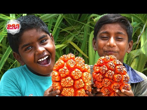 download lagu mp3 mp4 Pandanus Screw Pine, download lagu Pandanus Screw Pine gratis, unduh video klip Pandanus Screw Pine