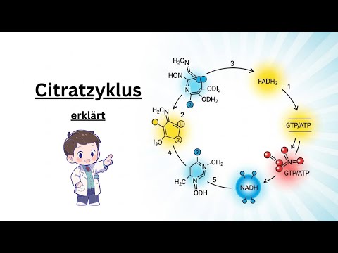 Citratzyklus einfach erklärt: Schritt-für-Schritt durch den Energiestoffwechsel