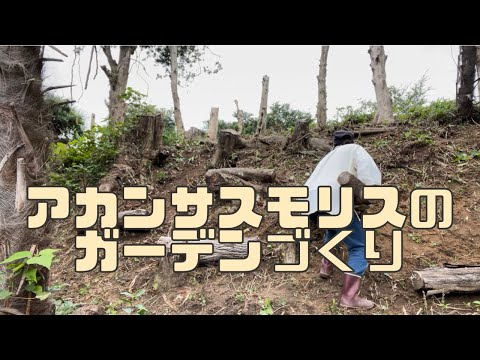 アカンサスの家族