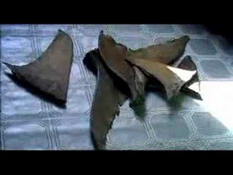 Thumbnail of the video: Sharkwater Trailer