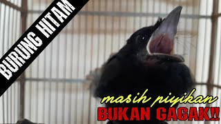 Download lagu PIYIKAN BURUNG SRI GUNTING mp3