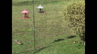Squirrel vs Slinky