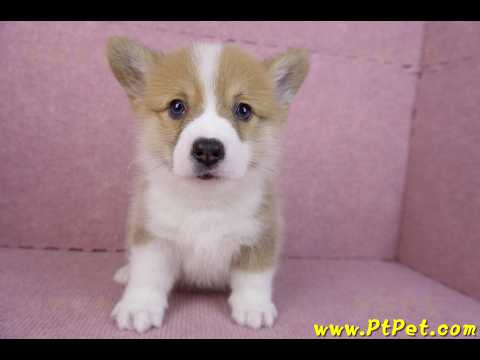 11/05雙色柯基犬公幼犬2號(屏東內埔)