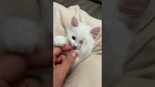 Turkish Angora Cats Videos