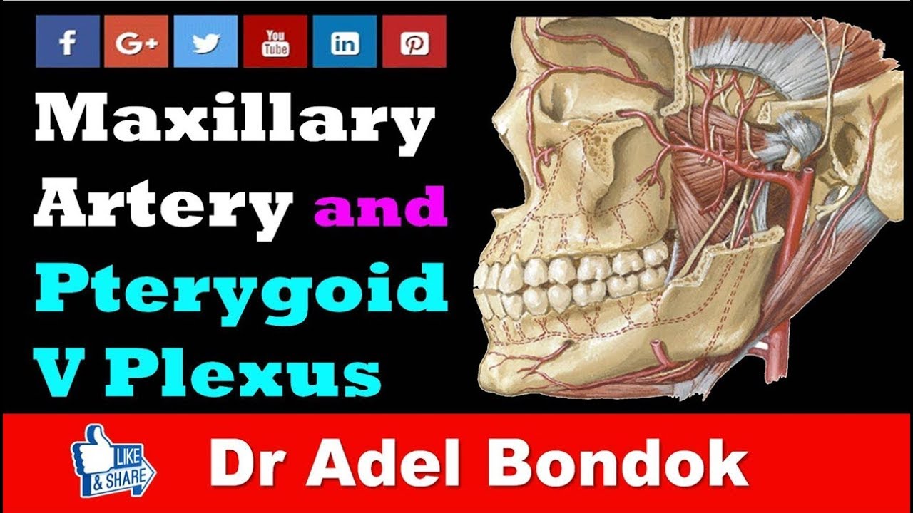 Maxillary Artery and Pterygoid Venous Plexus, Dr Adel Bondok